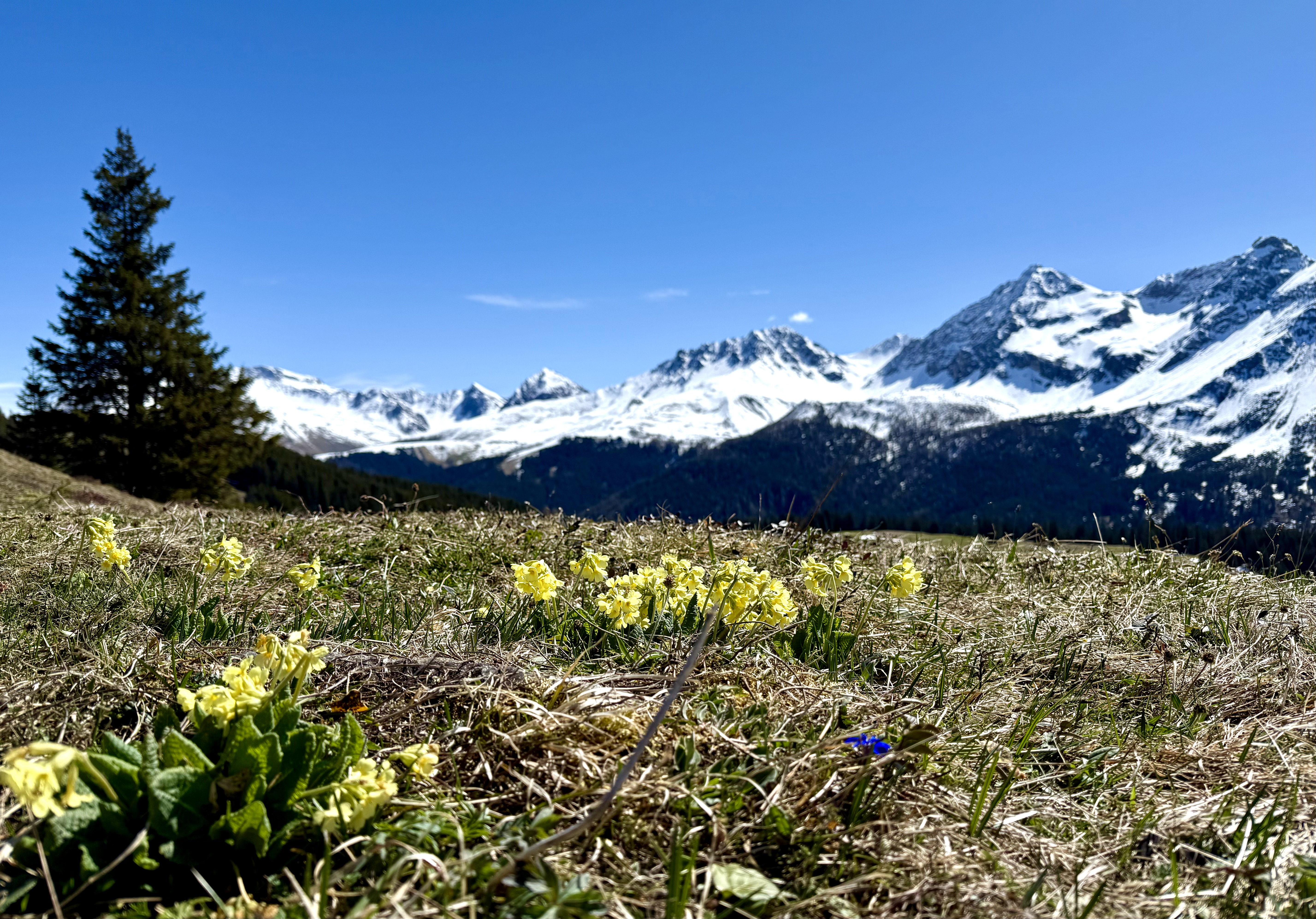 Schneeglöckchen und Berge im Frühling